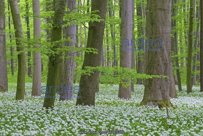  : Wood Garlic