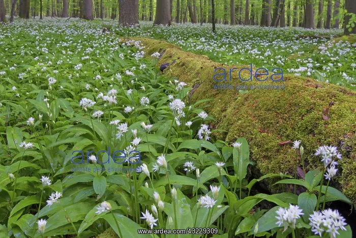  : Wood Garlic