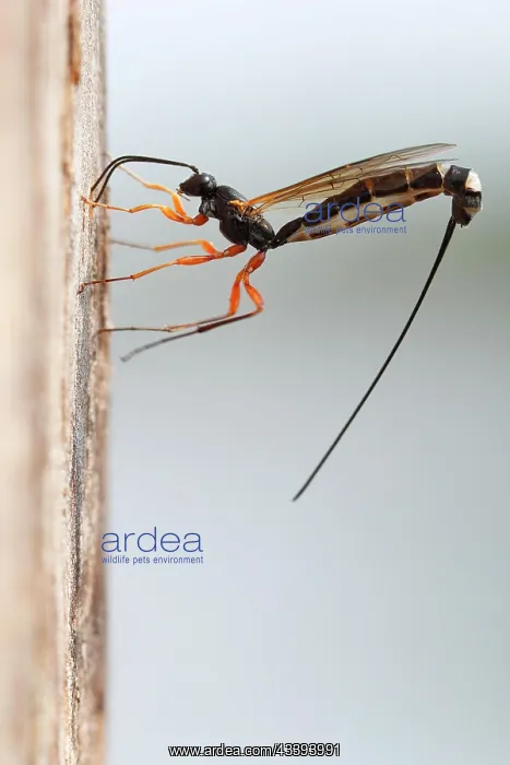 : Wood hatchling wasp (Rhyssa persuasoria) in fron : Wood hatchling wasp (Rhyssa persuasoria) in fron