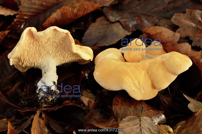 : Wood hedgehog, Hedgehog mushroom, Chaumontel, For t : Wood hedgehog, Hedgehog mushroom, Chaumontel, For t