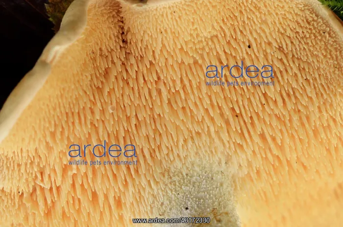 : Wood hedgehog, Hedgehog mushroom, Chaumontel, For t : Wood hedgehog, Hedgehog mushroom, Chaumontel, For t