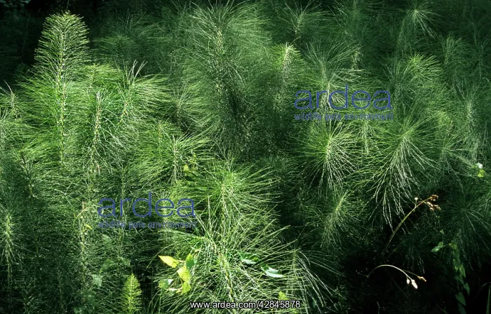 : Wood Horsetail : Wood Horsetail