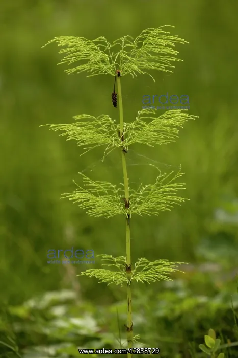 : Wood horsetail : Wood horsetail
