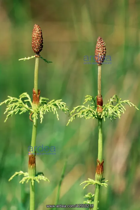 : Wood HORSETAIL : Wood HORSETAIL