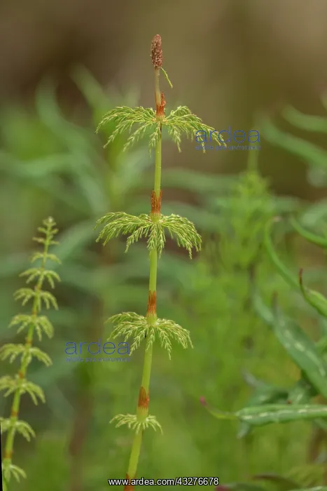 : Wood horsetail, Equisetum sylvaticum, fertile frond; : Wood horsetail, Equisetum sylvaticum, fertile frond;