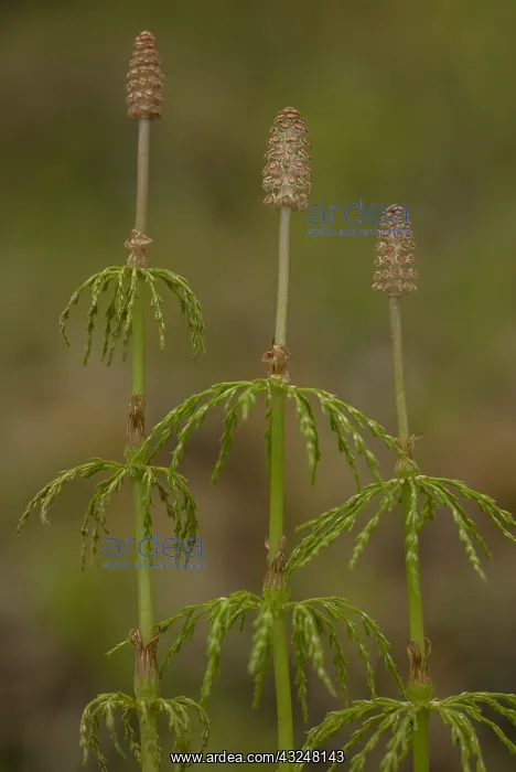  : Wood Horsetail, Equisetum sylvaticum, with cones