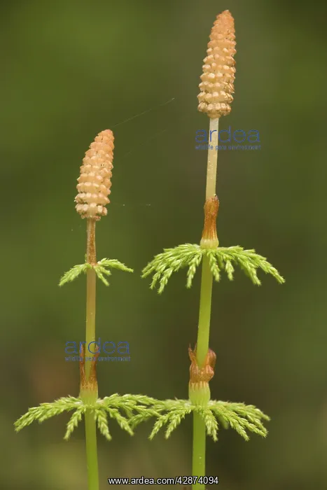 : Wood horsetail - fertile fronds : Wood horsetail - fertile fronds