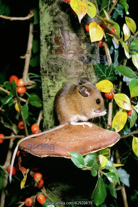 : Wood / Long-tailed field MOUSE : Wood / Long-tailed field MOUSE