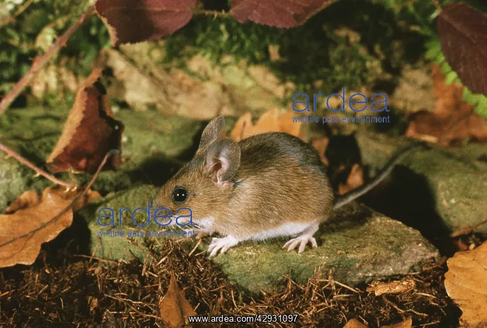 : Wood / Long tailed field MOUSE : Wood / Long tailed field MOUSE