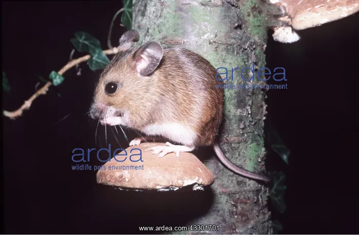 : Wood / Long-tailed field MOUSE : Wood / Long-tailed field MOUSE