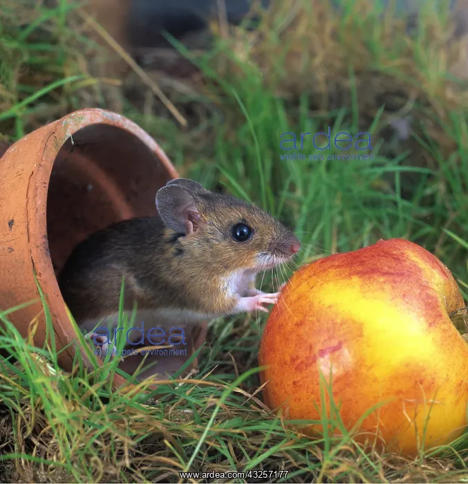 : Wood / Long-tailed field MOUSE - With Apple : Wood / Long-tailed field MOUSE - With Apple