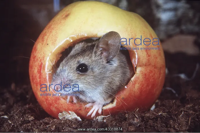 : Wood / Long-tailed field MOUSE - in apple : Wood / Long-tailed field MOUSE - in apple