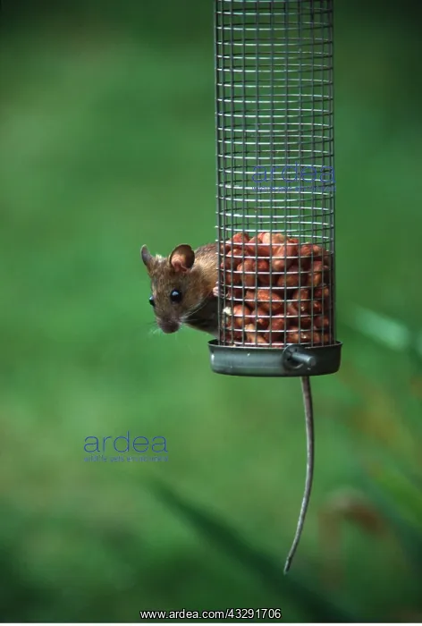 : Wood / Long-tailed field MOUSE - on bird feeder : Wood / Long-tailed field MOUSE - on bird feeder