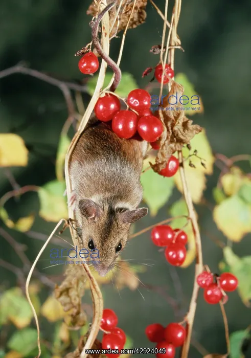 : Wood / Long-tailed field MOUSE - climbing for berries : Wood / Long-tailed field MOUSE - climbing for berries