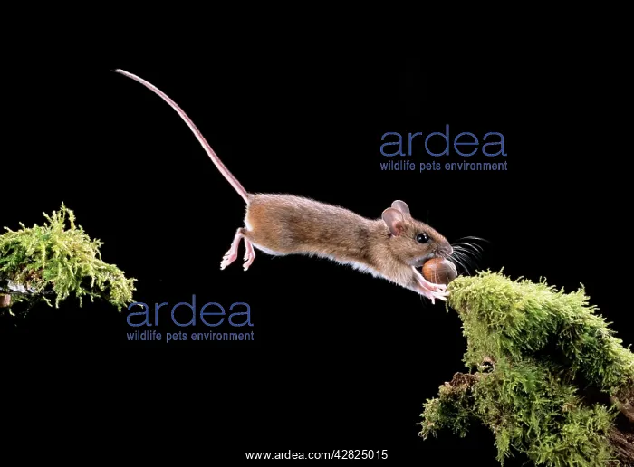 : Wood / Long-tailed field MOUSE - jumping with hazel nut : Wood / Long-tailed field MOUSE - jumping with hazel nut