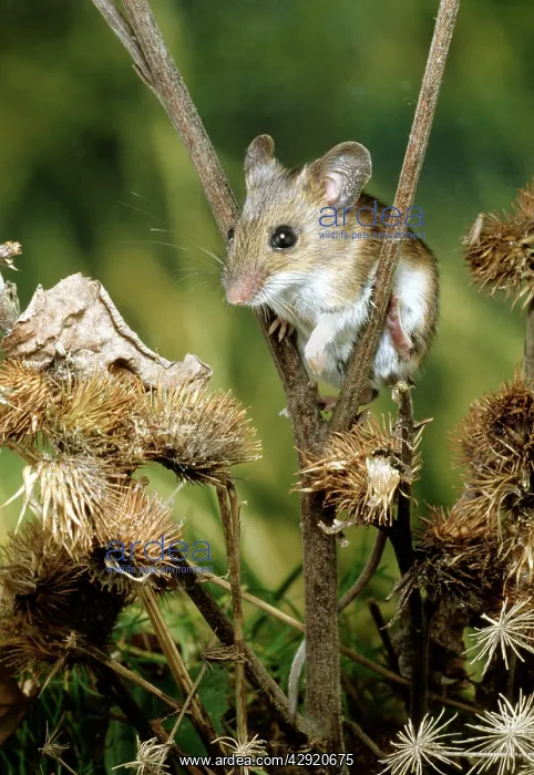 : Wood / Long-tailed field MOUSE - sits in fork of plant : Wood / Long-tailed field MOUSE - sits in fork of plant
