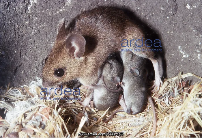: Wood / Long-tailed field MOUSE - suckling young underground : Wood / Long-tailed field MOUSE - suckling young underground