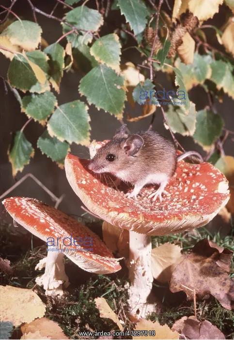 : Wood / Long-tailed field MOUSE - On toadstool : Wood / Long-tailed field MOUSE - On toadstool
