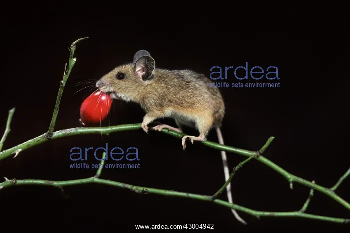 : Wood Mouse : Wood Mouse