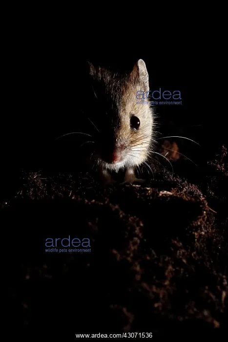 : Wood Mouse : Wood Mouse