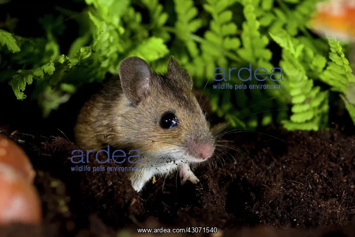 : Wood Mouse : Wood Mouse