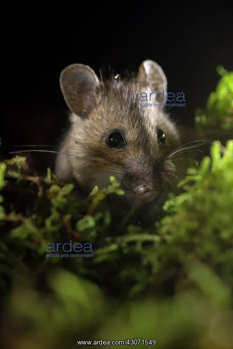 : Wood Mouse : Wood Mouse