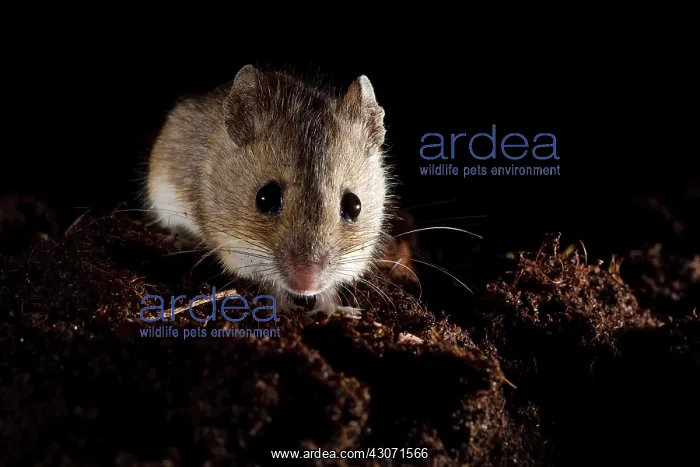 : Wood Mouse : Wood Mouse