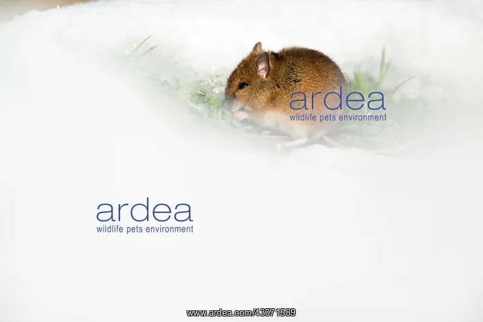 : Wood Mouse : Wood Mouse