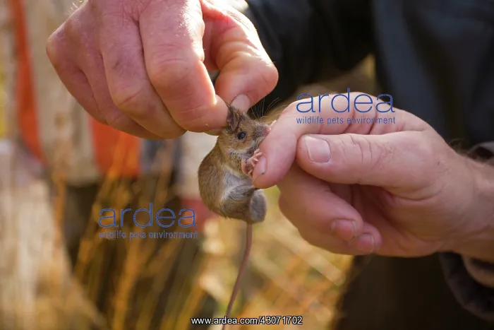 : Wood Mouse : Wood Mouse
