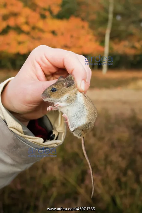 : Wood Mouse : Wood Mouse