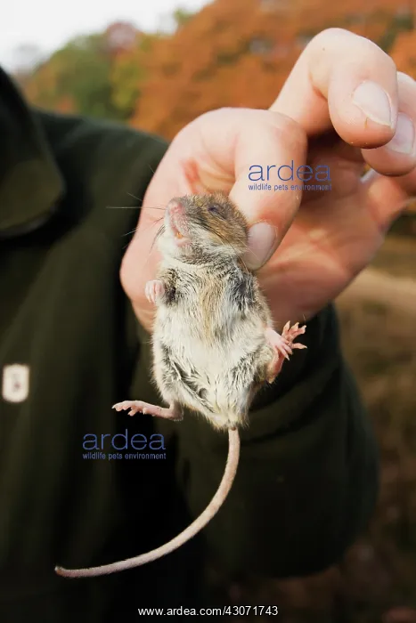 : Wood Mouse : Wood Mouse