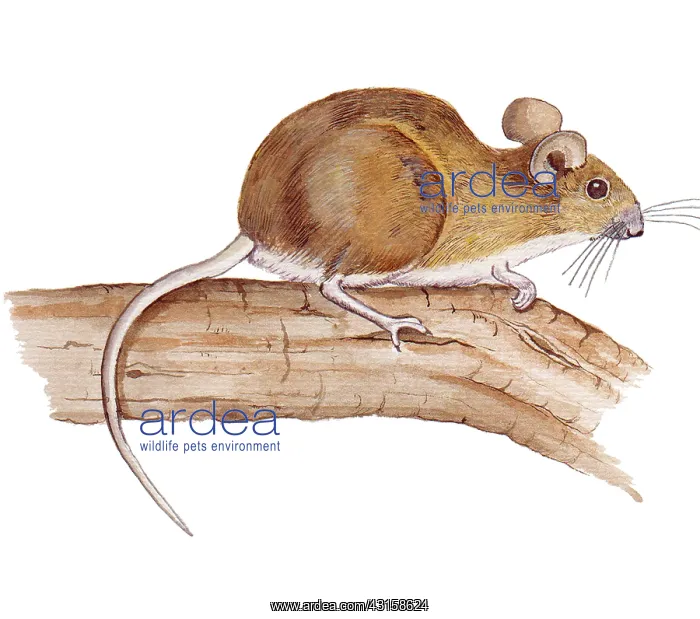 : Wood Mouse : Wood Mouse