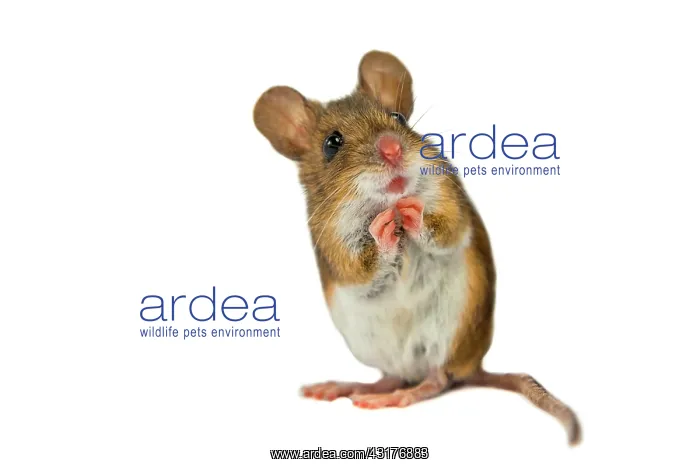 : Wood Mouse : Wood Mouse