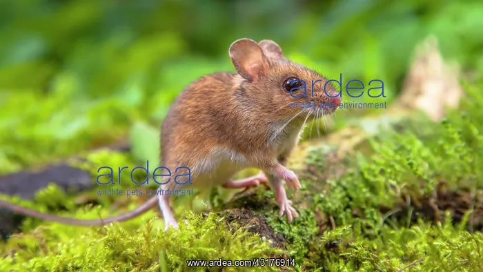 : Wood Mouse : Wood Mouse