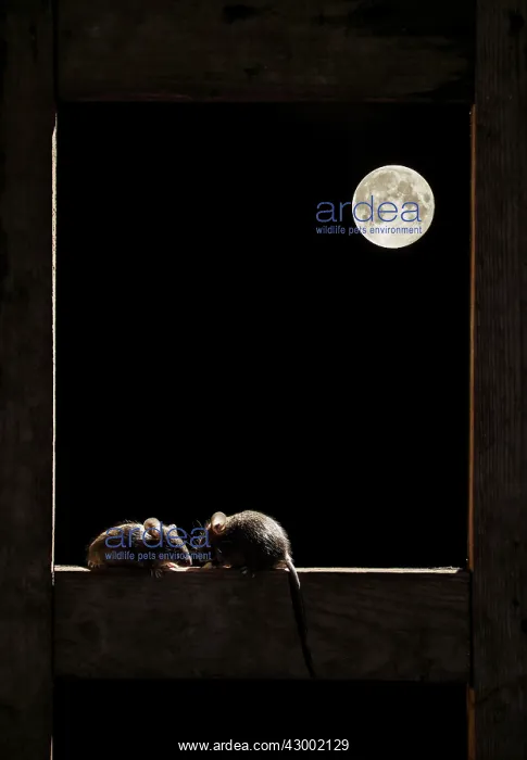 : Wood mouse - Two adult in the frame of a window : Wood mouse - Two adult in the frame of a window