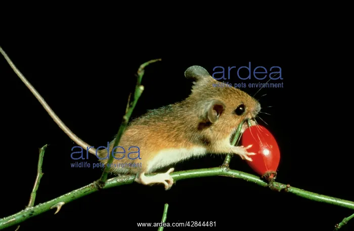 : Wood MOUSE - Balancing on rose stem, eating rosehip : Wood MOUSE - Balancing on rose stem, eating rosehip