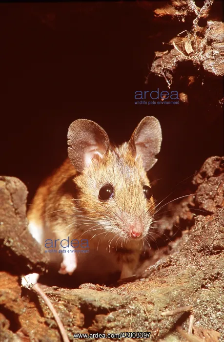 : WOOD MOUSE - close-up : WOOD MOUSE - close-up