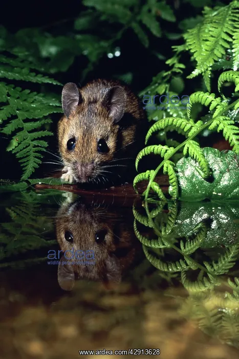 : Wood Mouse - at edge of garden pond : Wood Mouse - at edge of garden pond