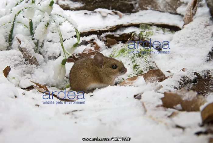 : Wood mouse - emerging into frosty environment - side view : Wood mouse - emerging into frosty environment - side view