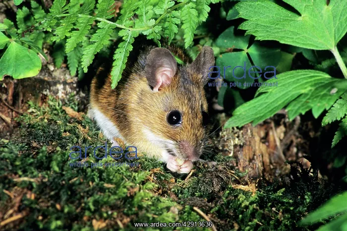 : Wood Mouse - feeding on woodland floor : Wood Mouse - feeding on woodland floor