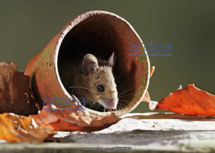 : Wood Mouse - in flower pot : Wood Mouse - in flower pot