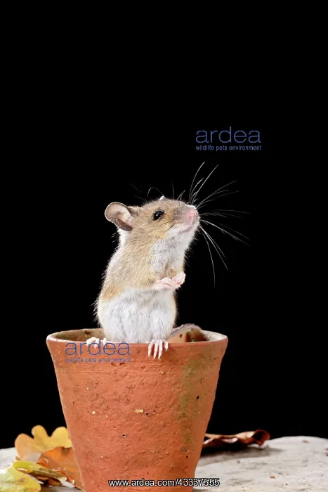 : Wood mouse - in flower pot : Wood mouse - in flower pot