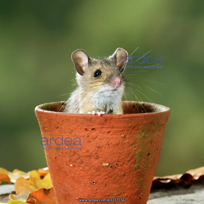 : Wood mouse - in flower pot : Wood mouse - in flower pot