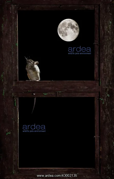 : Wood mouse - in the frame of a window and the moon : Wood mouse - in the frame of a window and the moon