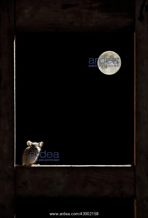 : Wood Mouse - in the frame of a window and the moon : Wood Mouse - in the frame of a window and the moon