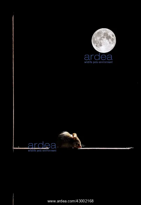 : Wood Mouse in the frame of a window and the moon : Wood Mouse in the frame of a window and the moon