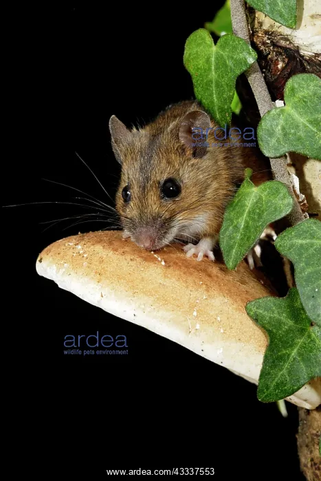 : Wood mouse - on fungus : Wood mouse - on fungus