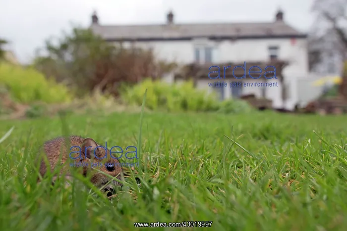  : Wood Mouse in garden