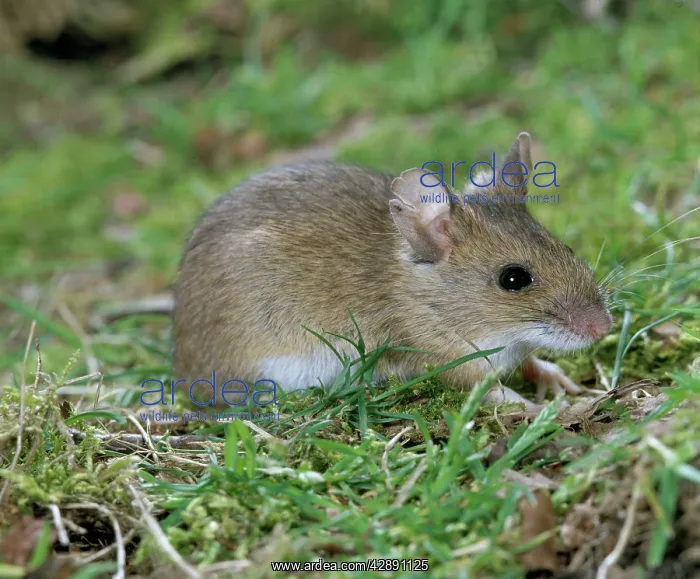 : Wood MOUSE - on grass : Wood MOUSE - on grass