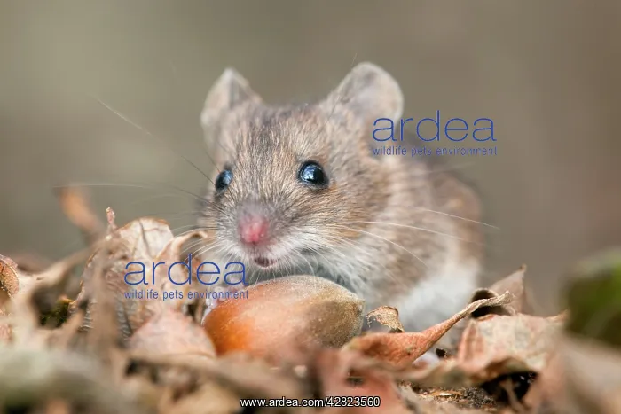  : Wood Mouse - with hazelnut